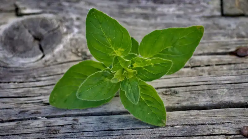oregano - možnosti použití
